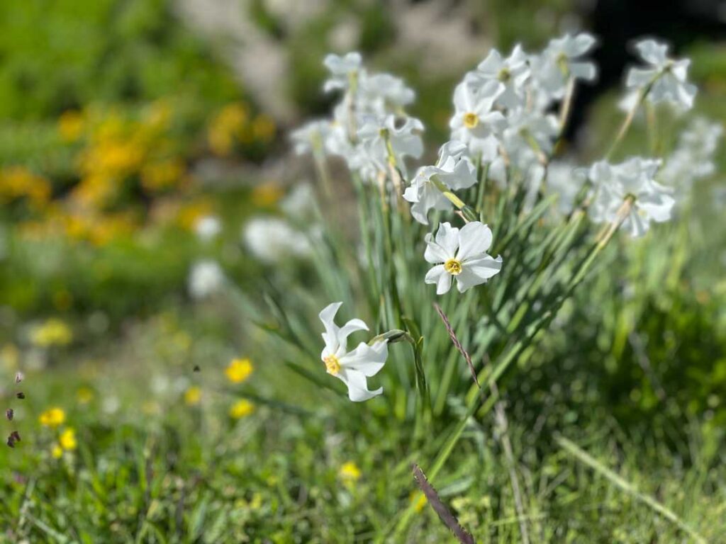 Edelweiss – Son nom provient de l’allemand edel, «noble», et weiß, «blanc»
